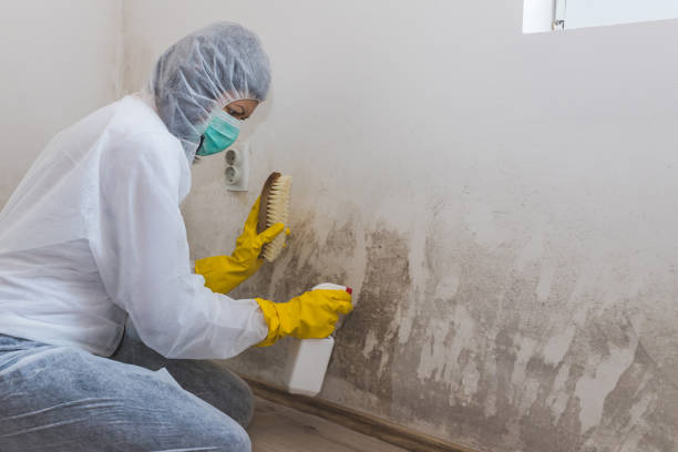 Best Attic Mold Removal  in White Salmon, WA
