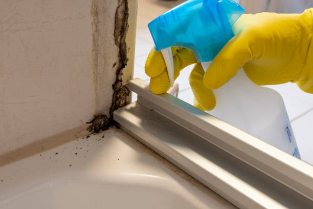 Best Toxic Mold Removal  in White Salmon, WA