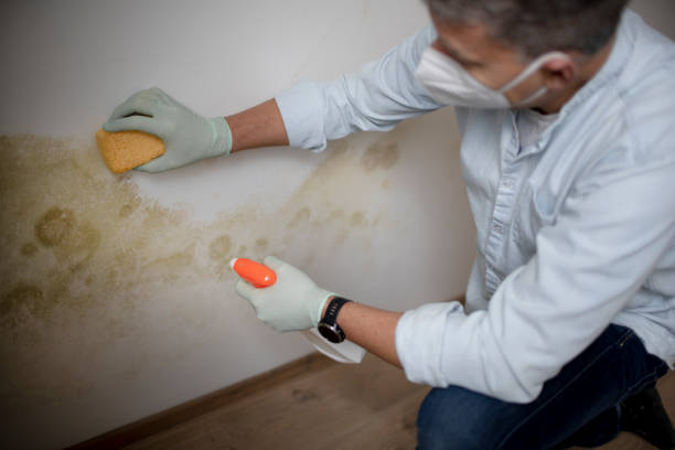 Best Mold Removal Near Me  in White Salmon, WA