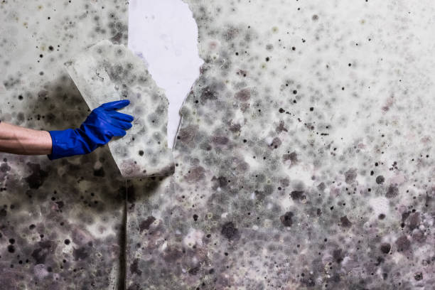 Best Mold Testing  in White Salmon, WA